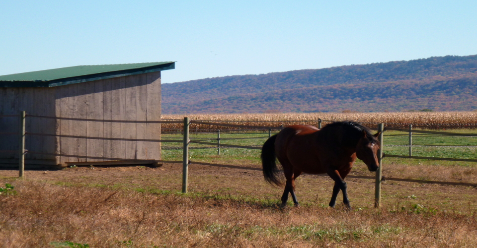 Equestrian Estate, Farmette, agricultural land, Farms